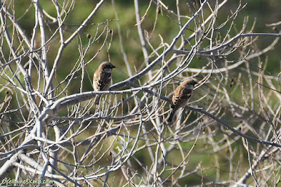 Pardal comú (Passer domesticus)