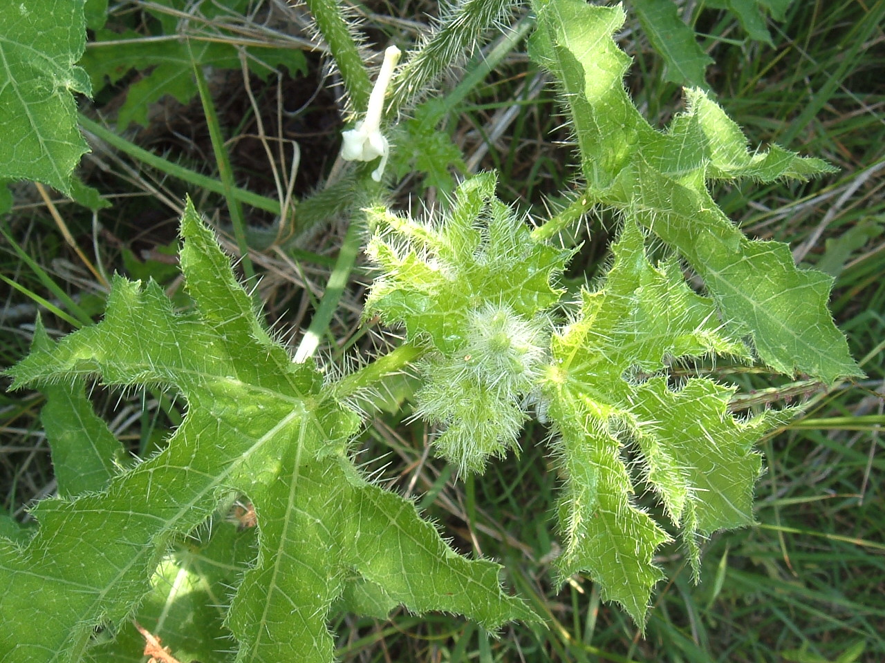 hogweed rash pictures #11