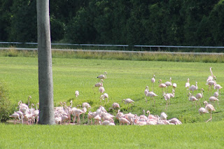 Flamencos Flamencos