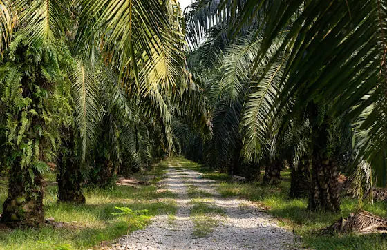 Daftar Istilah Dalam Perkebunan Kelapa Sawit di Indonesia