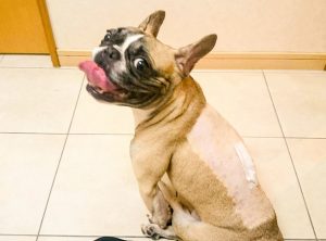 cirurgia de hernia em cães