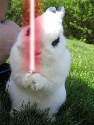 Fuzzy Creatures: Star Wars and Bunnies.