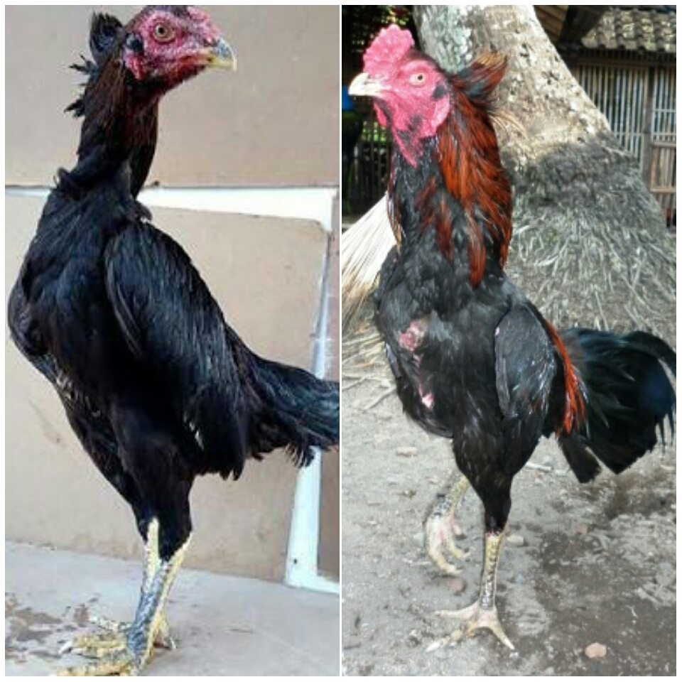Kekurangan Dan Kelebihan Ayam Bangkok Kucir | ayam bangkok