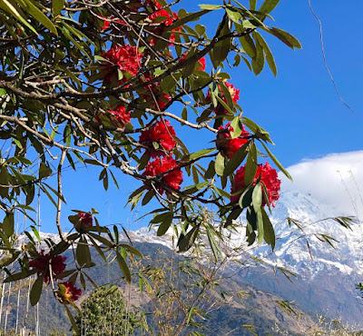 Коронавирус в Непале