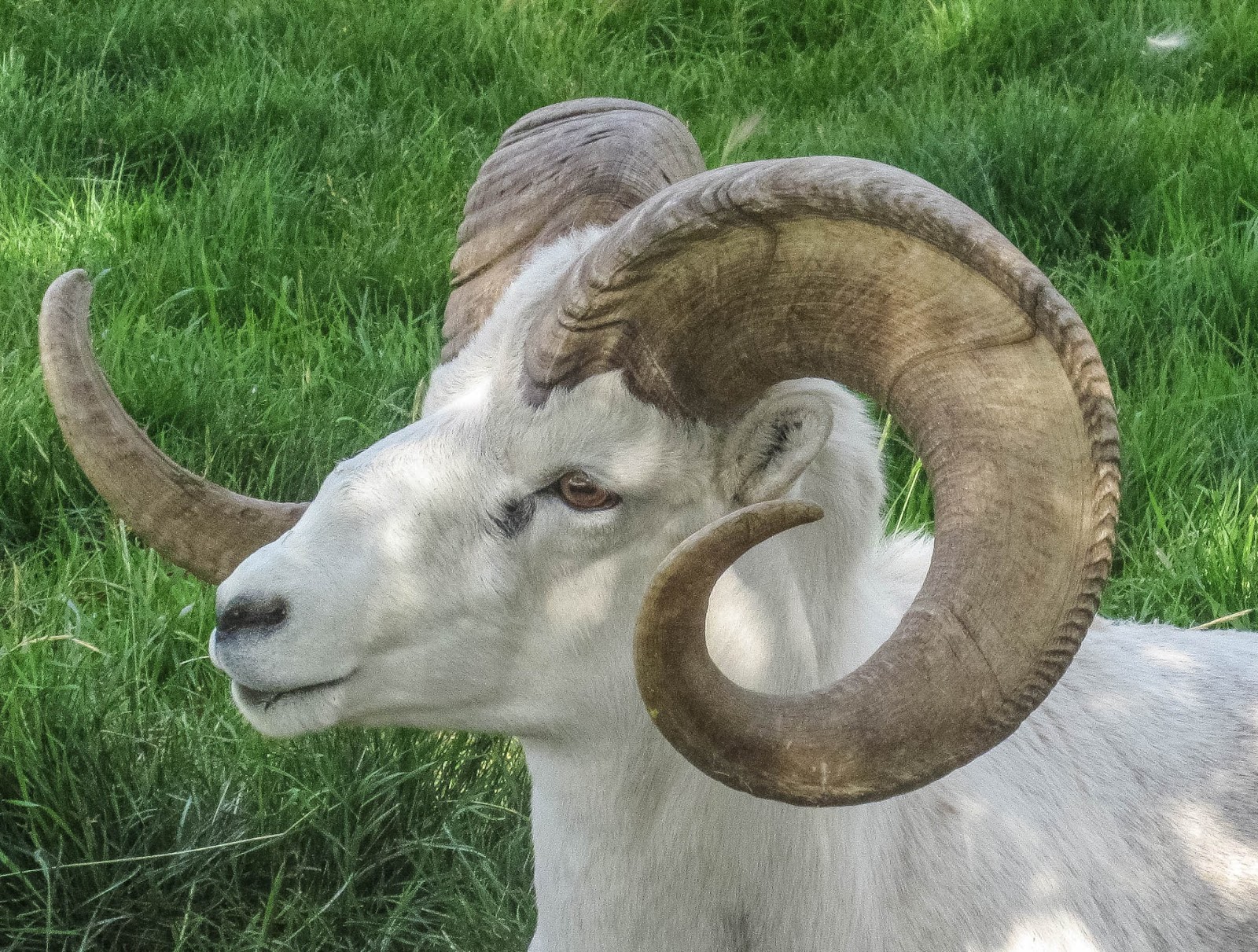 Cannundrums: Dall Sheep