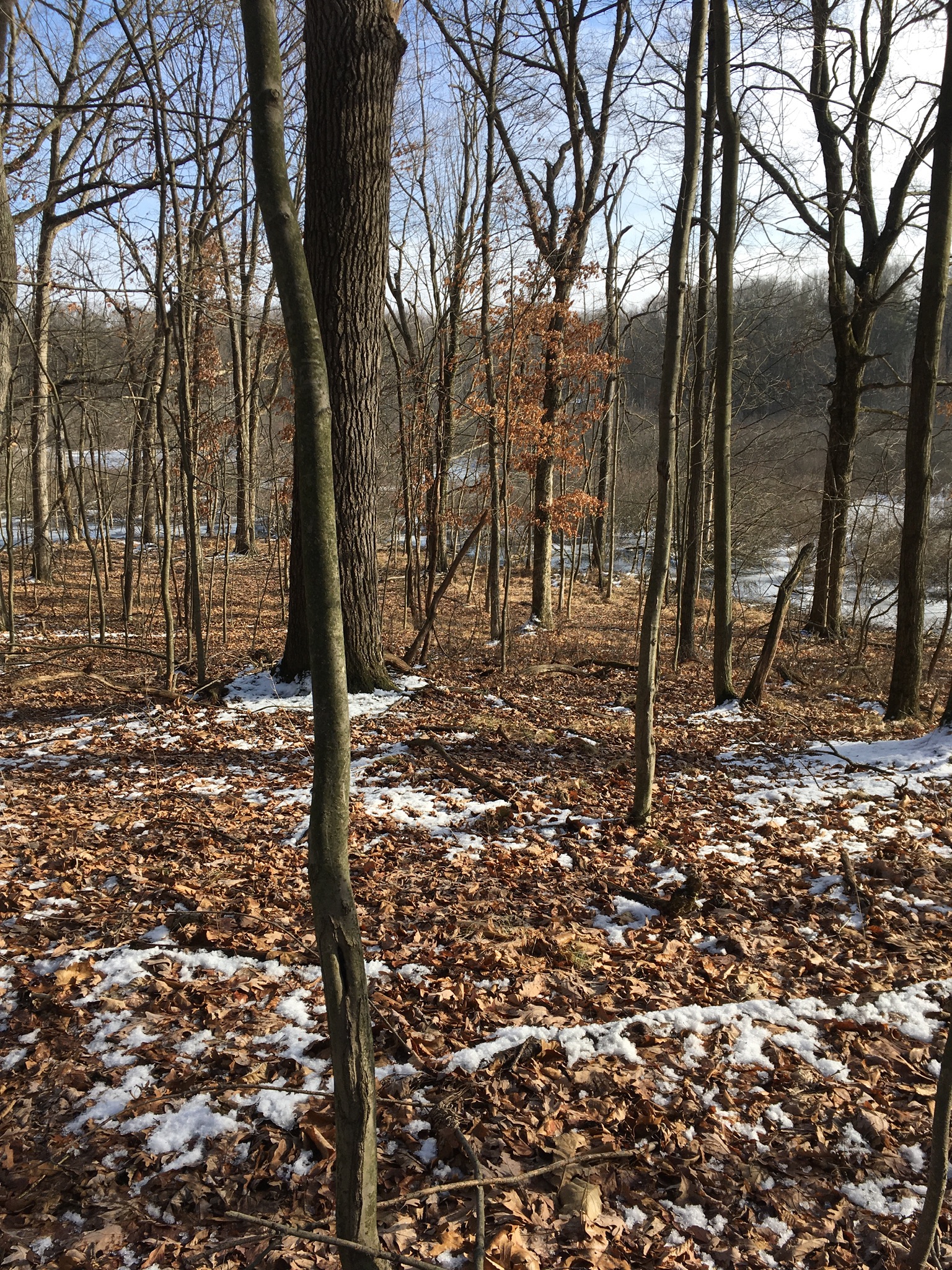 Michigan Audubon Sanctuaries MARTHA MOTT SANCTUARY Overview