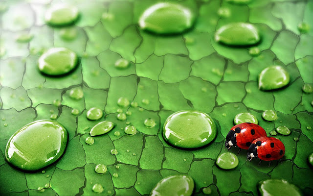 Animal photo with two ladybugs walking on a leaf with water drops