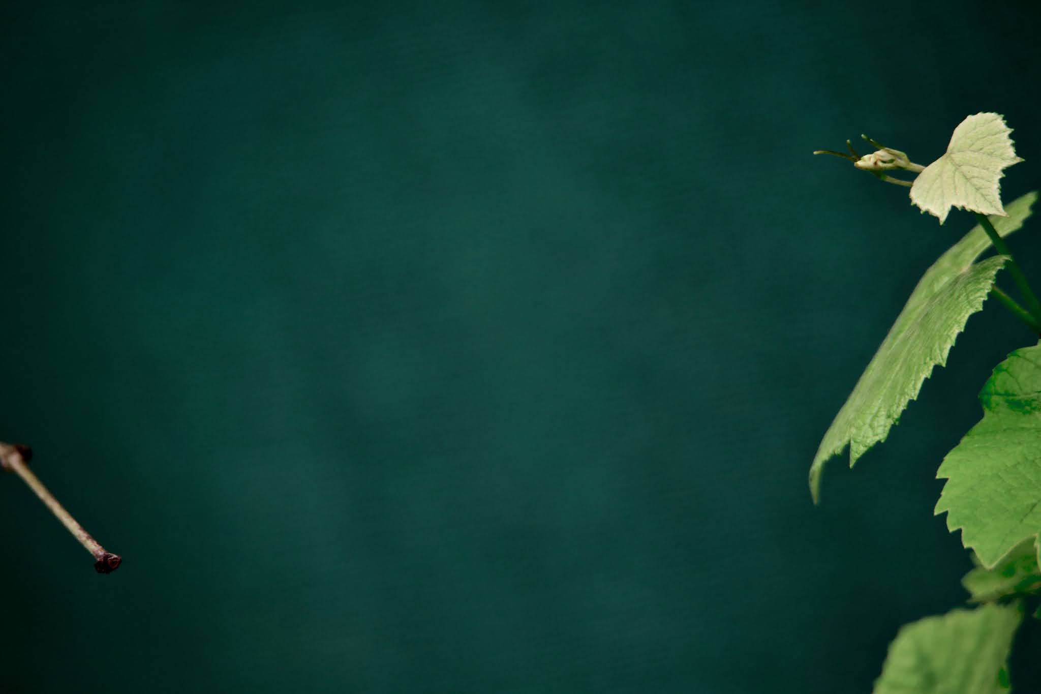 Dark Green Vine Backgrounds