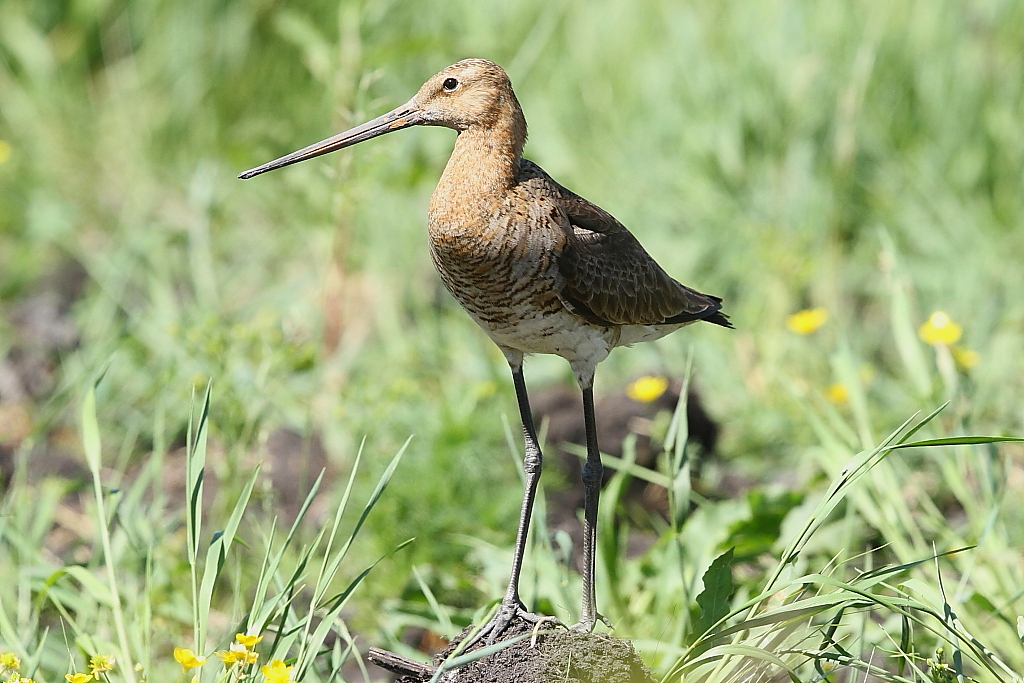 Проект птицы воронежской области