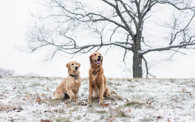 Twee honden buiten in de kou tijdens de winter