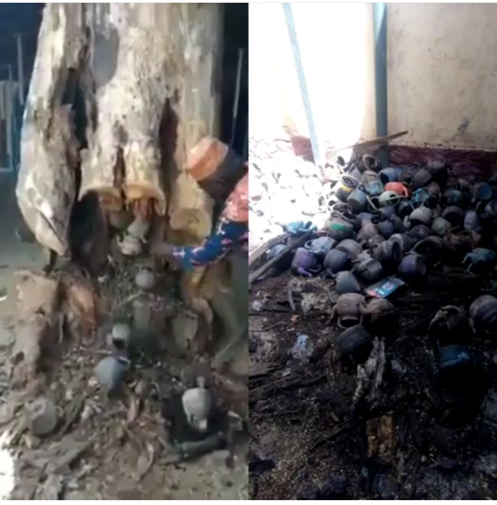 Hundreds Of Plastic Kettles Spotted Coming Out From A Tree Been Cut