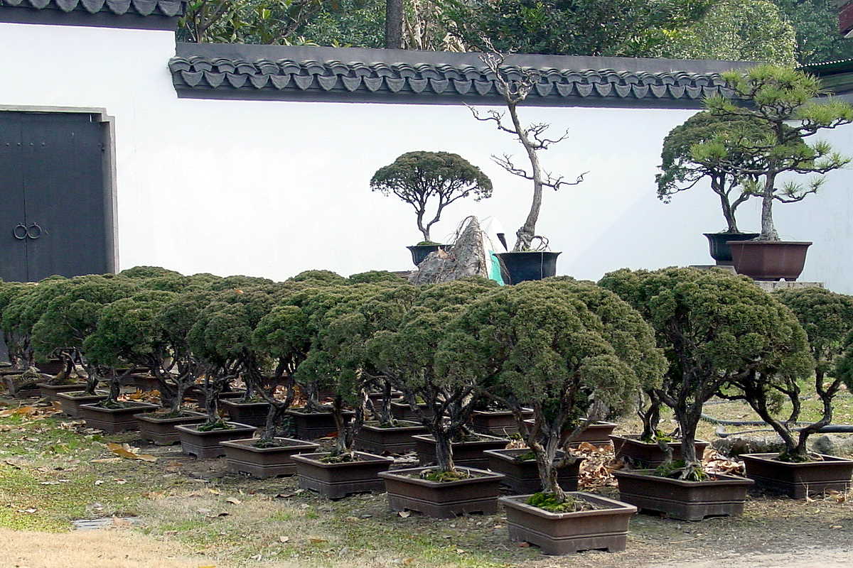 World of Bonsai and Gardening