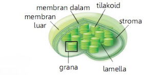 struktur kloroplas