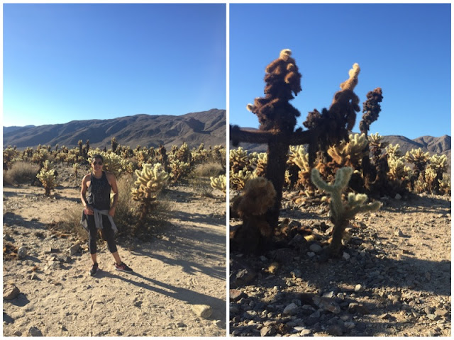 pic4 - 24 Hours in Joshua Tree National Park