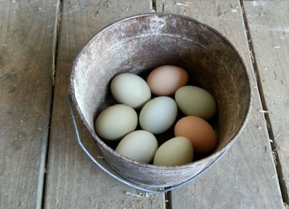 Cleaning and storing fresh eggs  BackYard Chickens - Learn How to Raise  Chickens