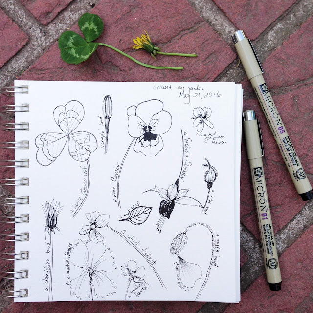 sketchbooks, Micron pen, botanical sketches, Anne Butera, My Giant Strawberry