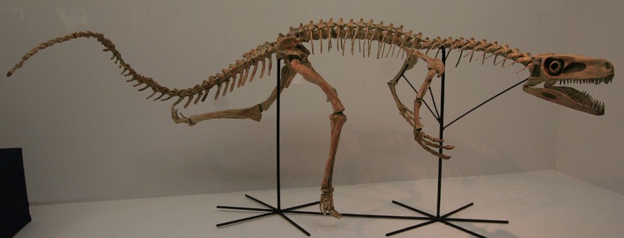 ARACNO Jurássico ESTAURICOSSAURO (Staurikosaurus pricei)