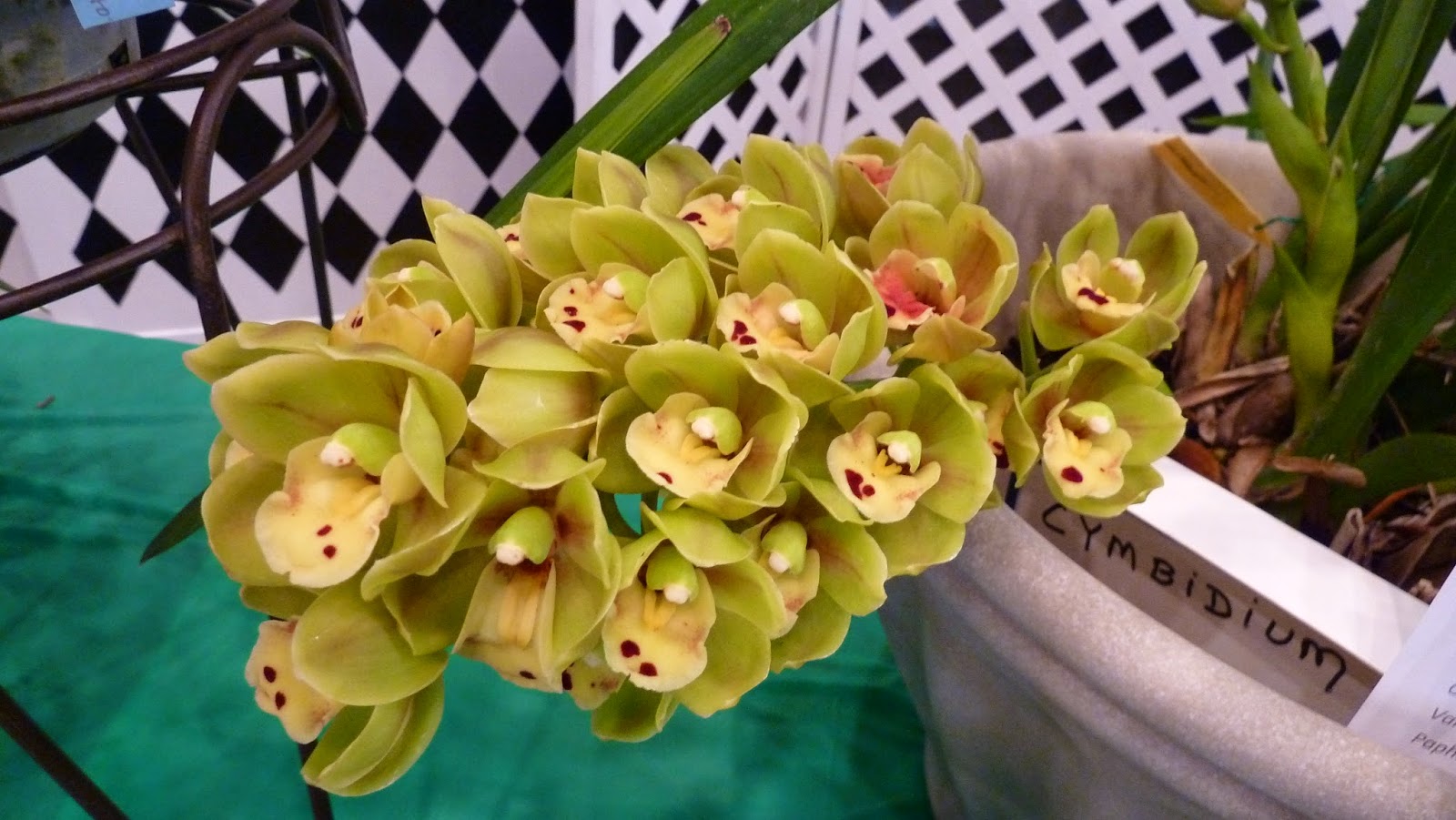 Hooray! Plants! Pictures From The Greater Orlando Orchid Society's