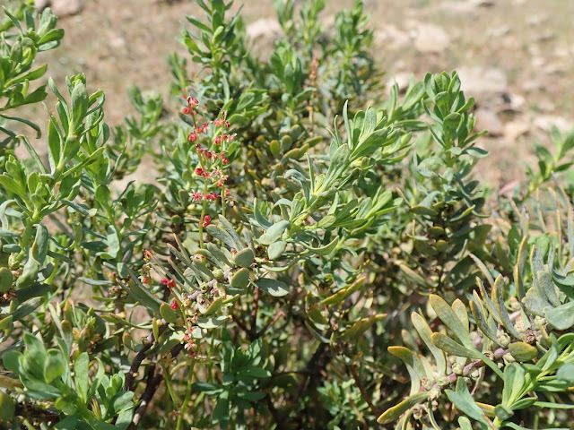 Thymelaea tartonraira thomasii Thymelaea tartonraira thomasii