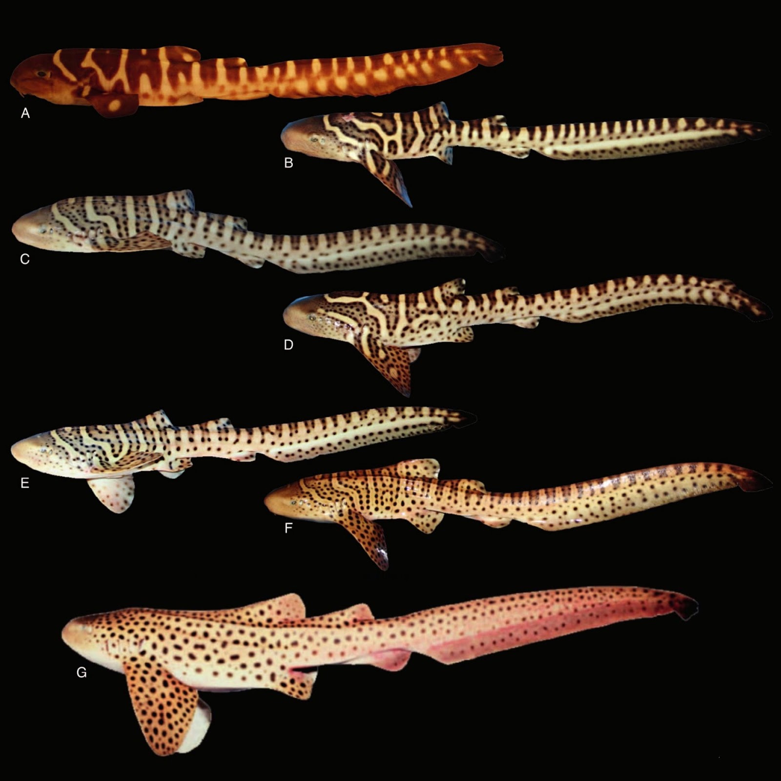 Zebra ('Leopard') Shark Stegostoma fasciatum Carnivora Zebra ('Leopard') Shark Stegostoma fasciatum Carnivora