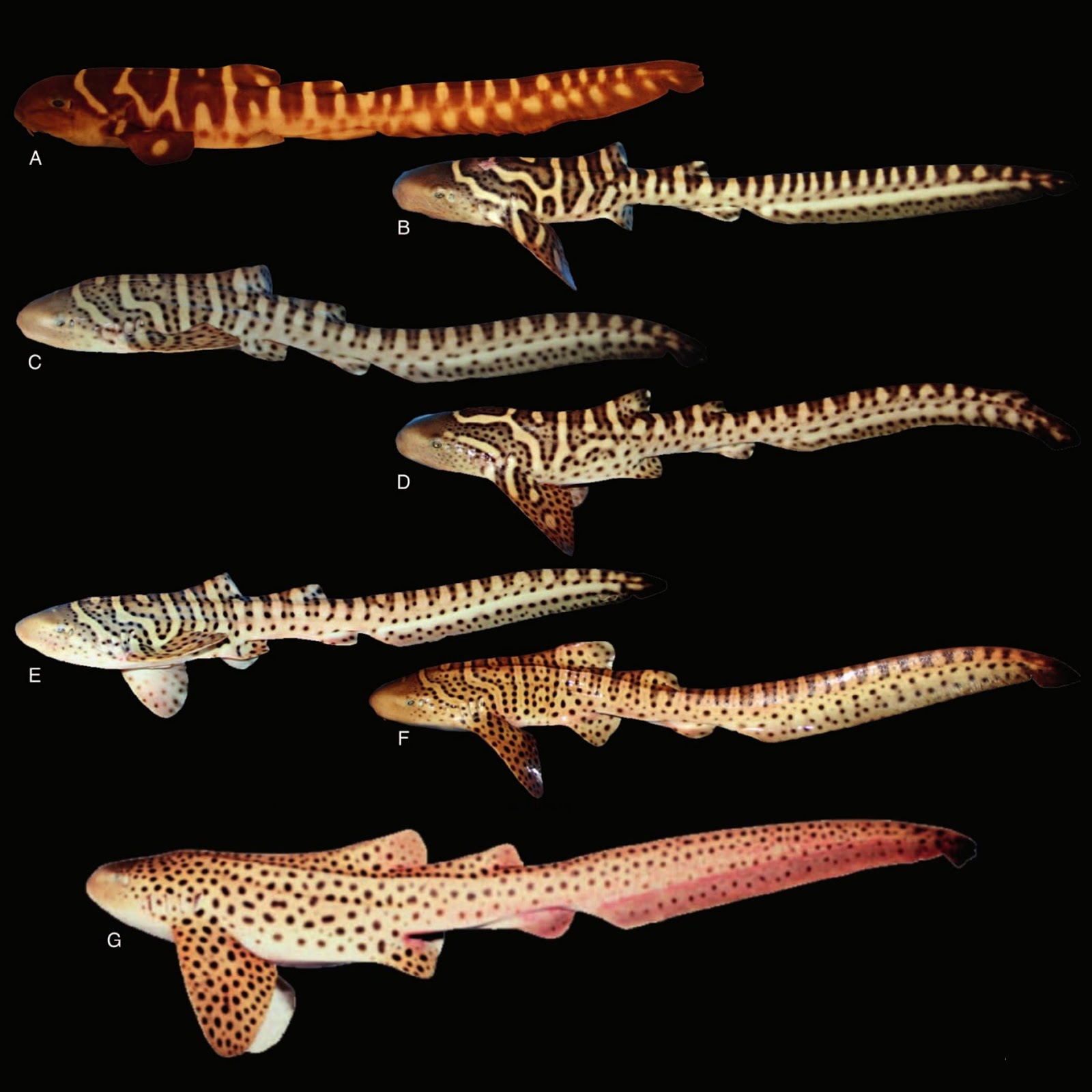 Shark zebra ADW: Stegostoma