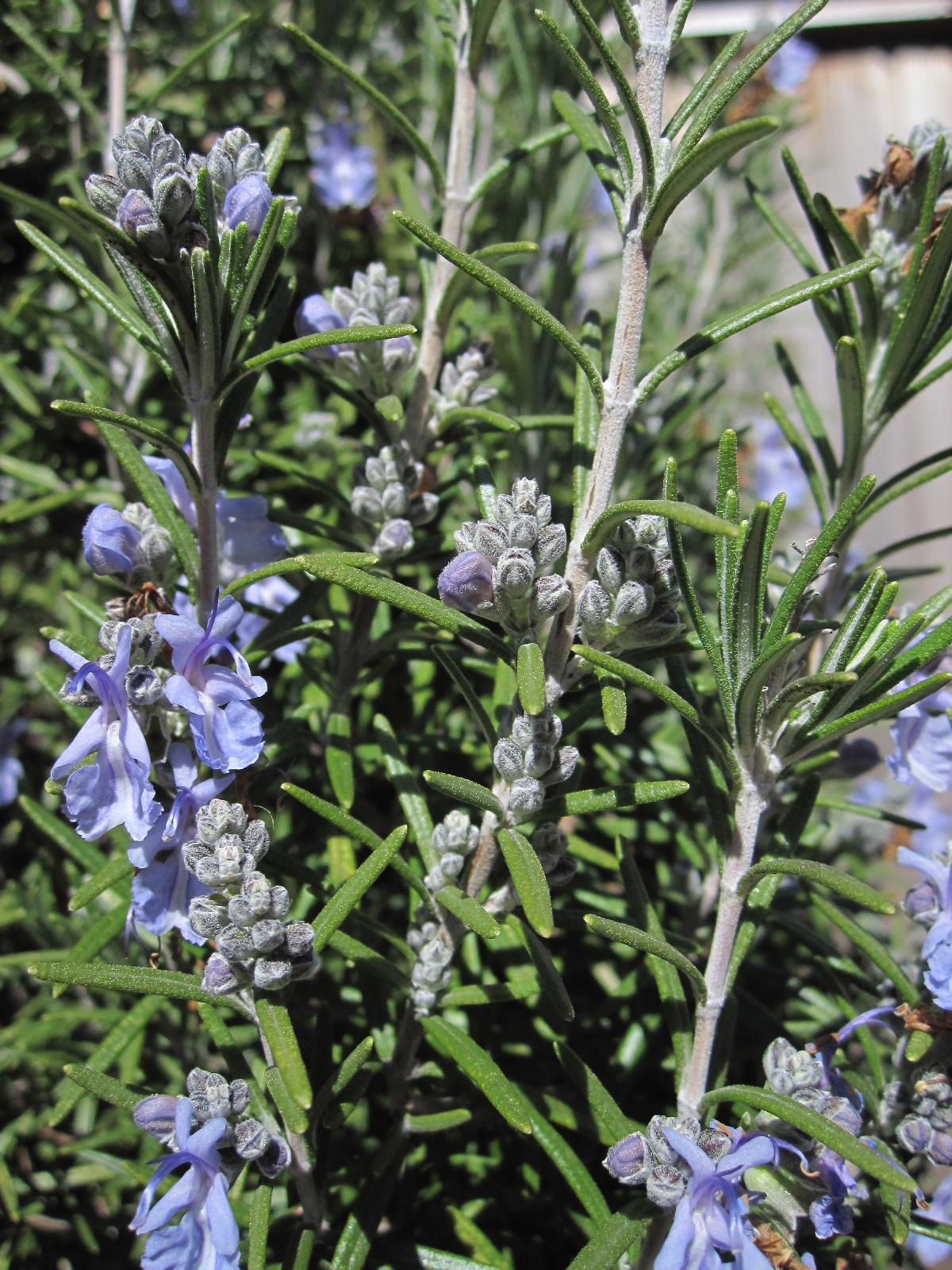 Seeds and Spores Rosemary in bloom Feb 2012
