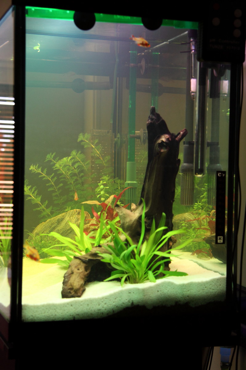 scv aquascaping ideas scv photography ideas