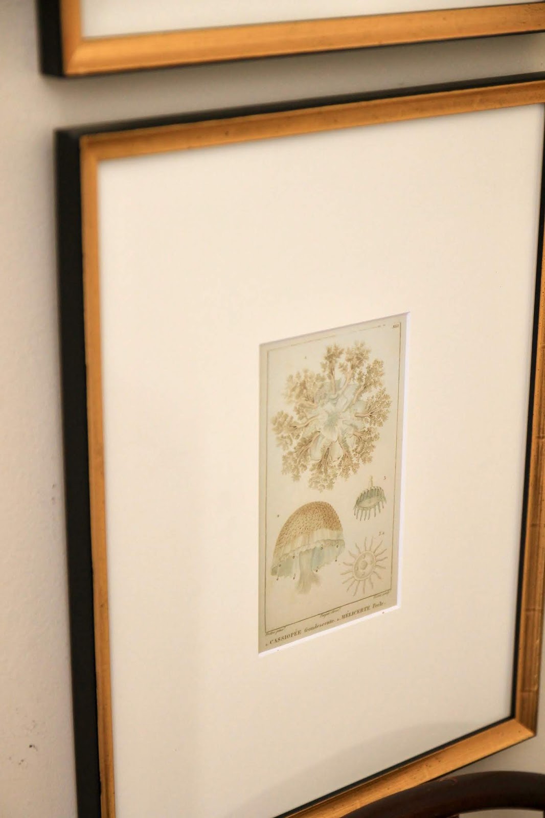 Jenny Steffens Hobick Gold Leaf Frames, Mat Boards & Botanical Prints
