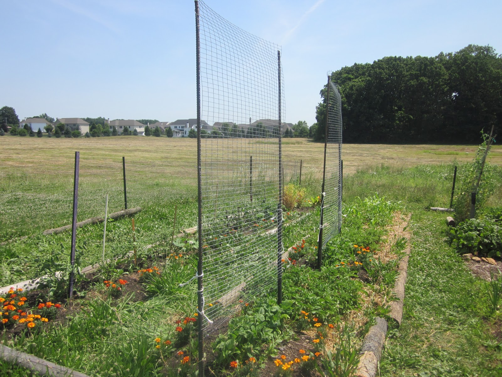 Future House Farm Fullmetal trellis