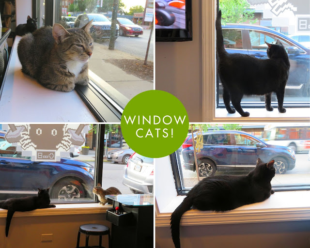 The Catcade|Cat Cafe