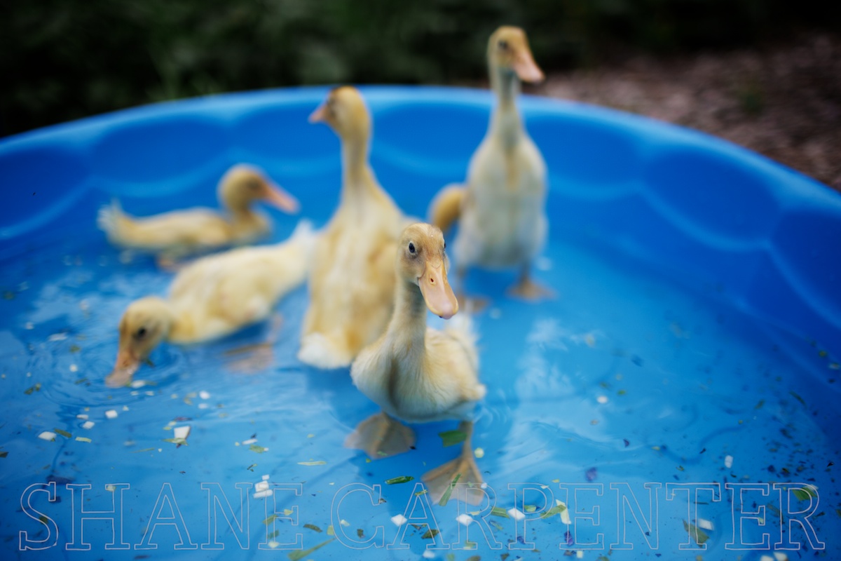 Palate & pantry Indian Runner Ducks Three Weeks Old