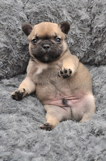 Bouledogue elevage 95 Chiot bouledogue francais corinne lemaire