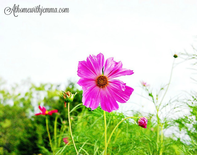 Cosmos blooming on a Summer Day Signs of Summer, cosmos, blooms, bright, happy, garden, decorating