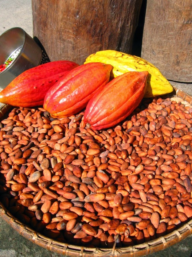 Propiedades del cacao