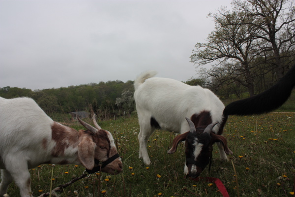 Ba-Gawks: Goat on a rope