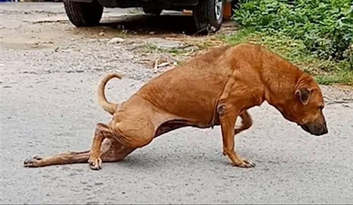 Brilliant Street Dog Fakes Leg Injury To Get Attention & Treats From ...