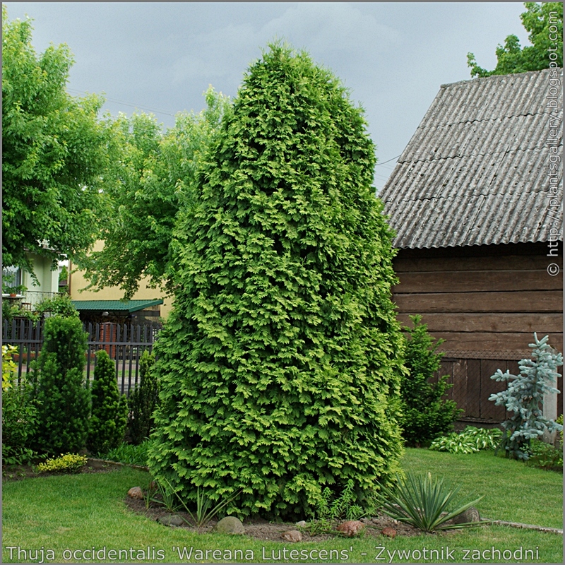 Thuja occidentalis 'Wareana Lutescens' habit - Żywotnik zachodni 'Wareana Lutescens'  pokrój