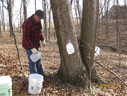 Collecting the Sap