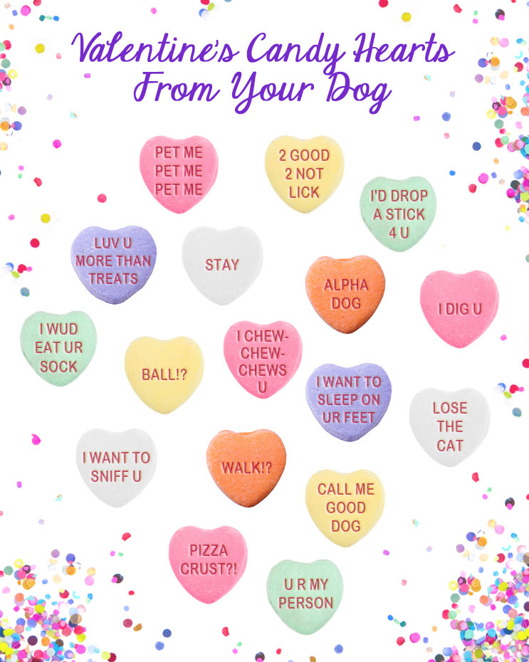 Michelle's Life With Dogs February 2019