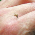 Πρέβεζα:Αν και χειμώνας ....ξεκίνησαν οι διαδικασίες για το πρόγραμμα καταπολέμησης κουνουπιών 