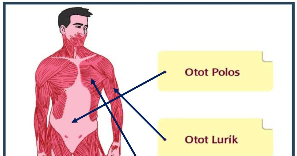 600 Gambar Cover Untuk Buku Yang Bertema Otot Manusia Gratis Gambar ID
