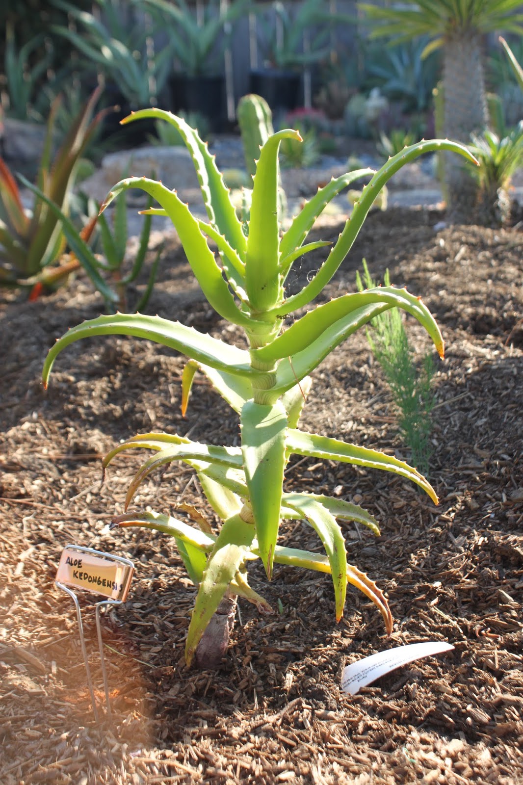 Aloe Plant Near Me zjcookdesign