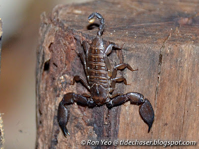 Dwarf Wood Scorpion (Liocheles sp)