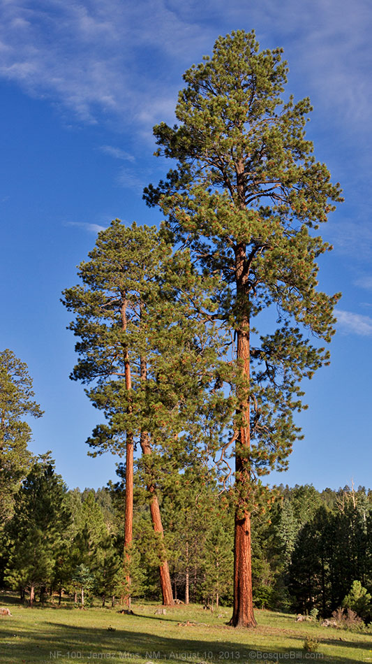 Bosque Bill's Backroads: Jemez Mountain Loop