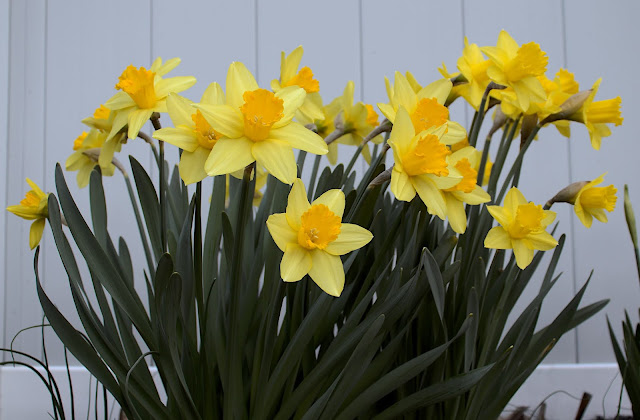 Day 3 A cluster of daffodils with most flowers in bloom