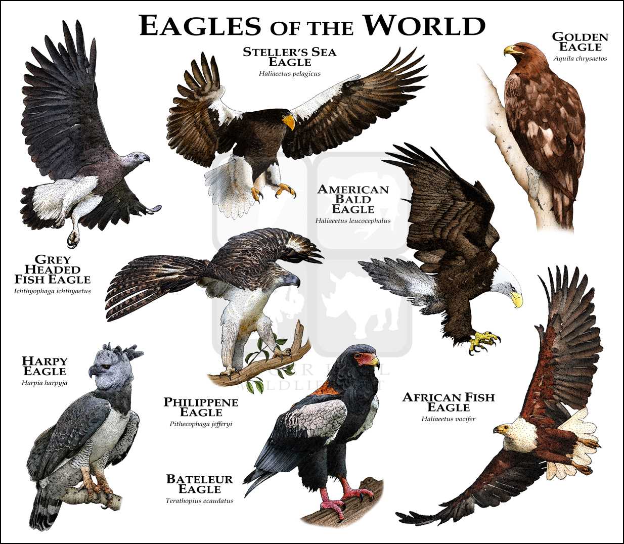 Top 55+ imagen que especie es el aguila