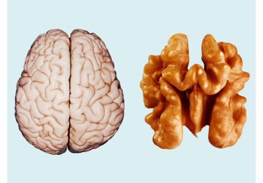 فوائد عين الجمل للذاكرة فوائد عين الجمل للذاكرة