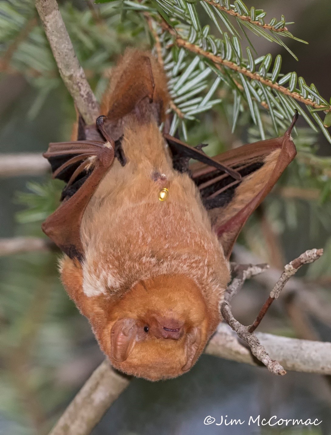 Ohio Birds and Biodiversity Red bat, in flight!