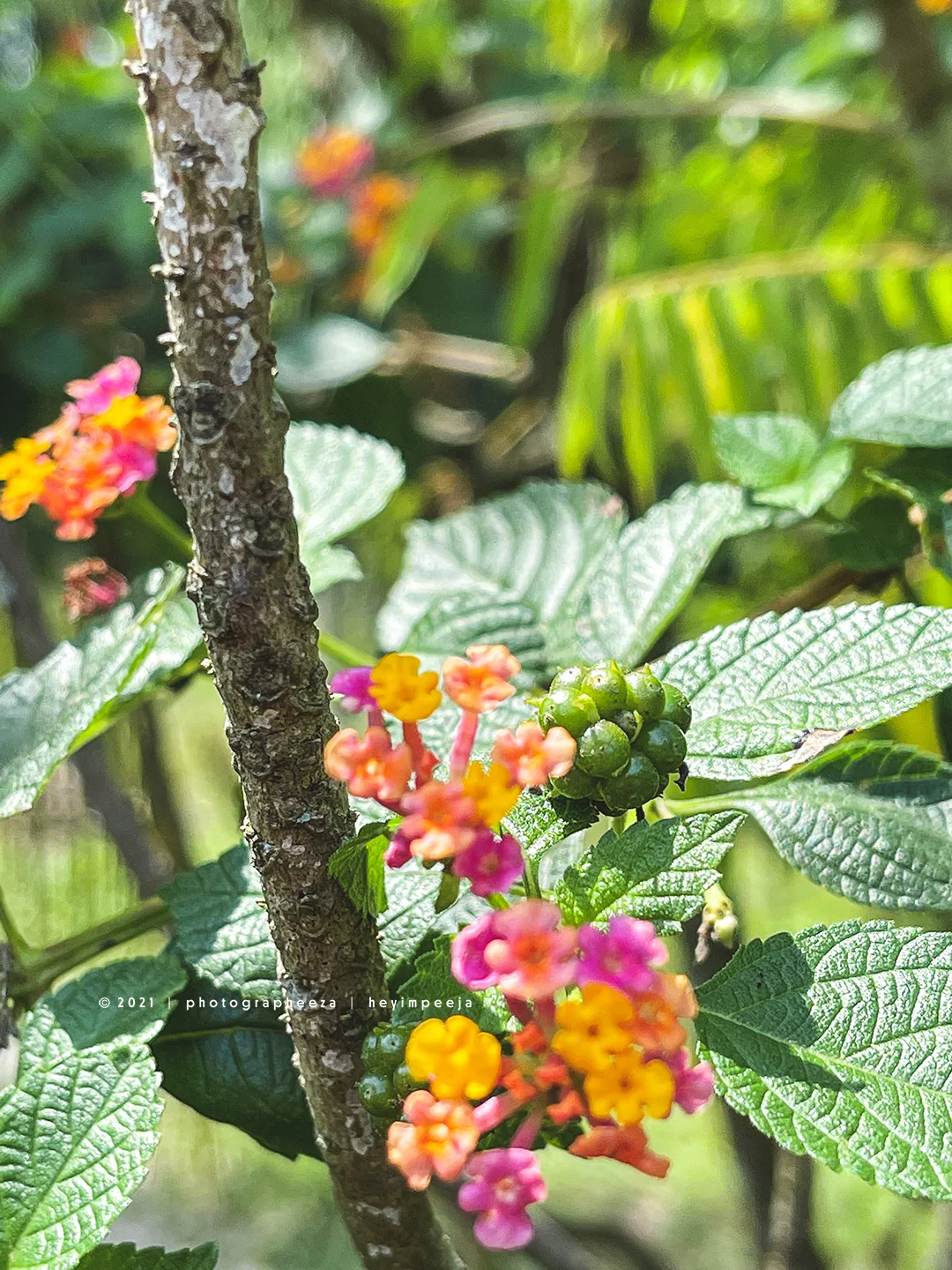 Lantana Camara Bunga Tahi Ayam