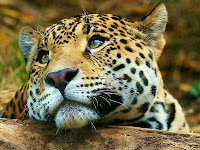 Jaguar wallpapers
